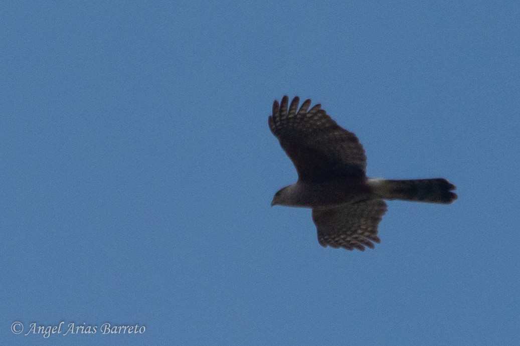 Gundlach's Hawk - ML633048255