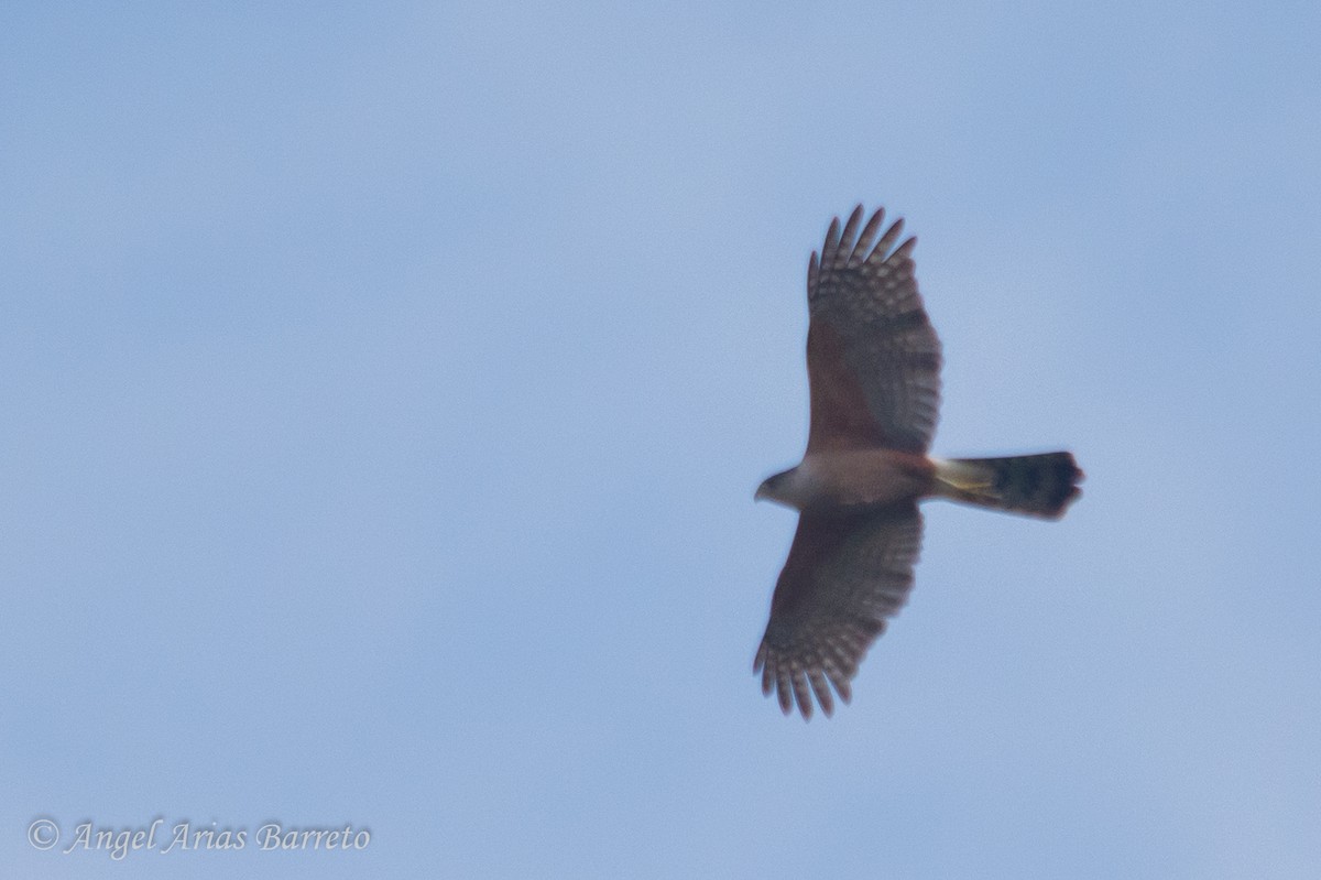 Gundlach's Hawk - ML633048256