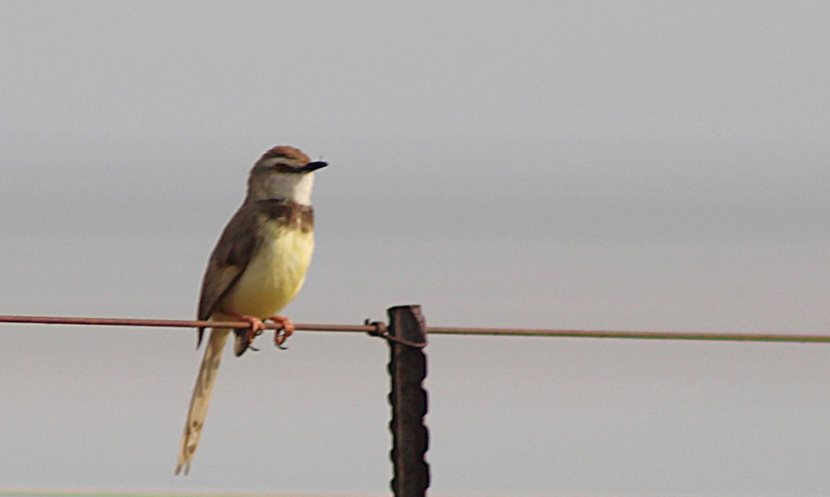 Black-chested Prinia - ML633048975