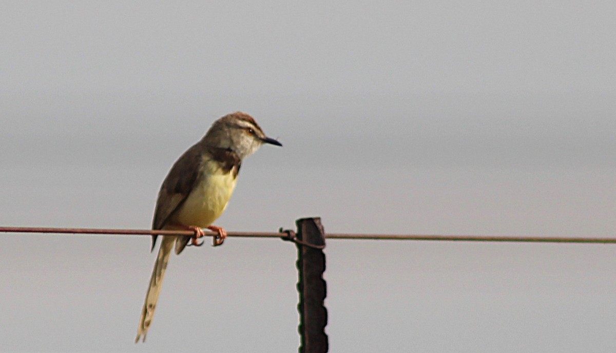 Black-chested Prinia - ML633048976