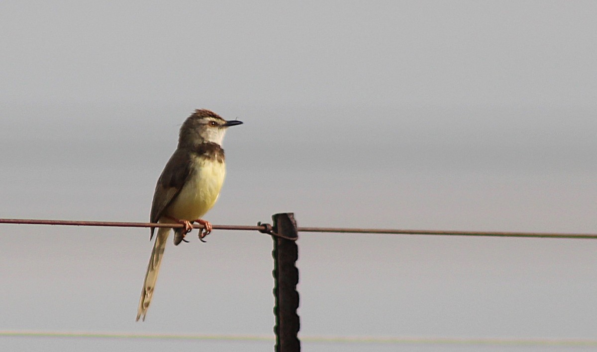 Black-chested Prinia - ML633048977