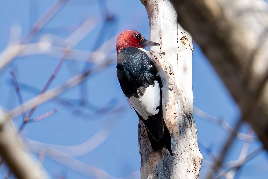 Red-headed Woodpecker - ML633048984