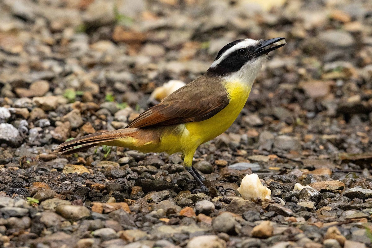 Great Kiskadee - Eric VanderWerf