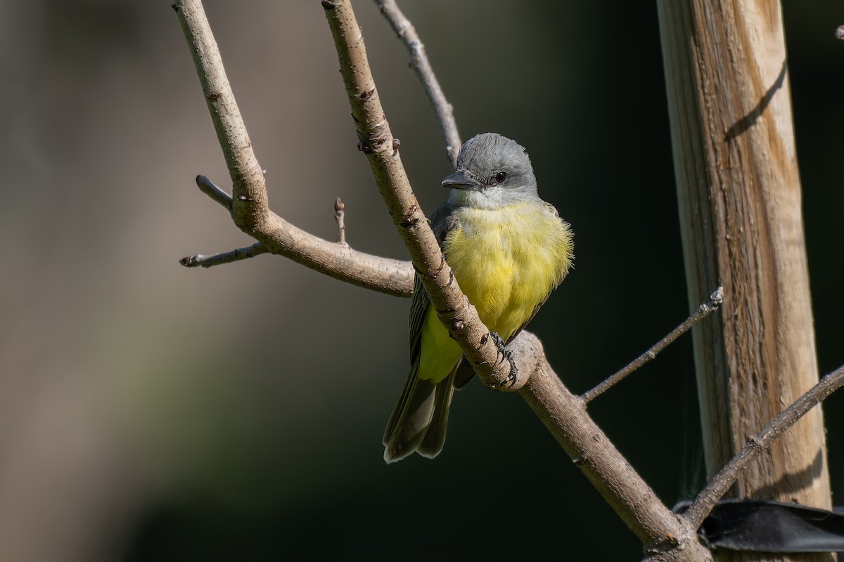 Tropical Kingbird - ML633049437