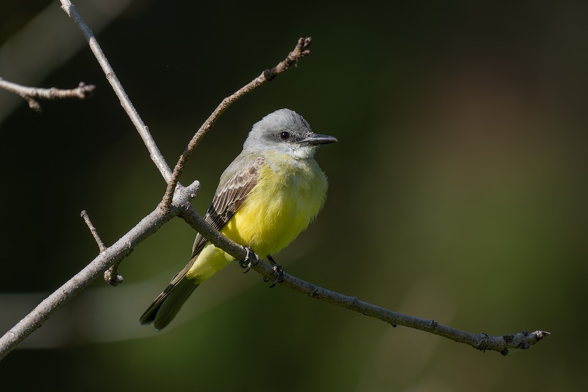 Tropical Kingbird - ML633049439
