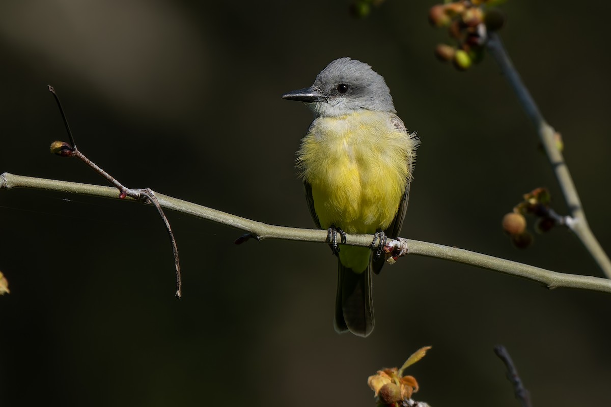 Tropical Kingbird - ML633049440