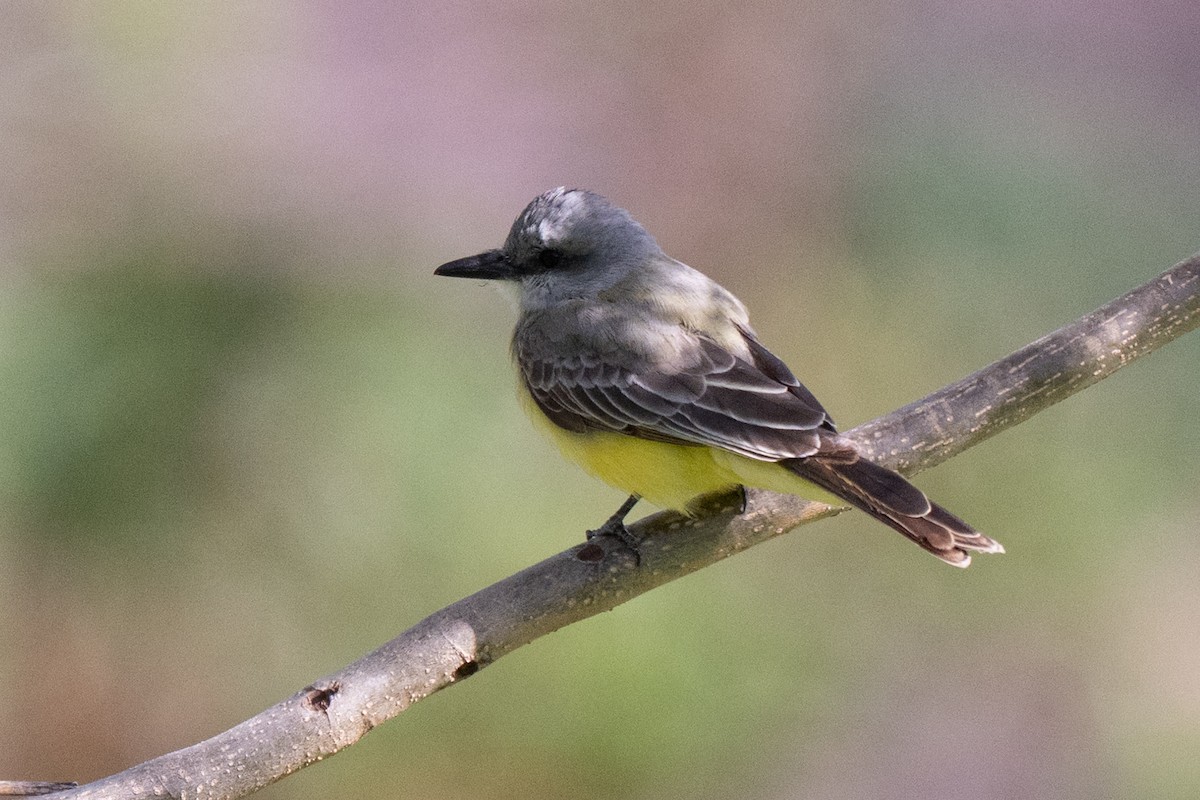 Tropical Kingbird - ML633049557