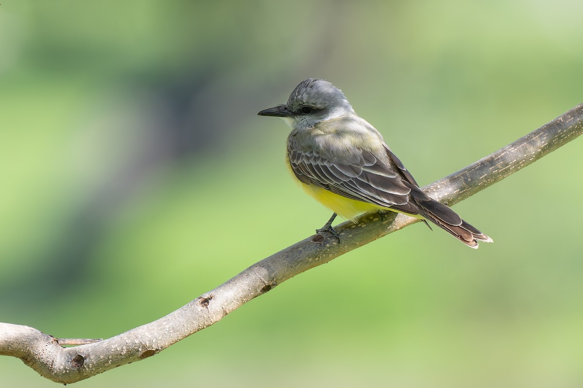 Tropical Kingbird - ML633049559