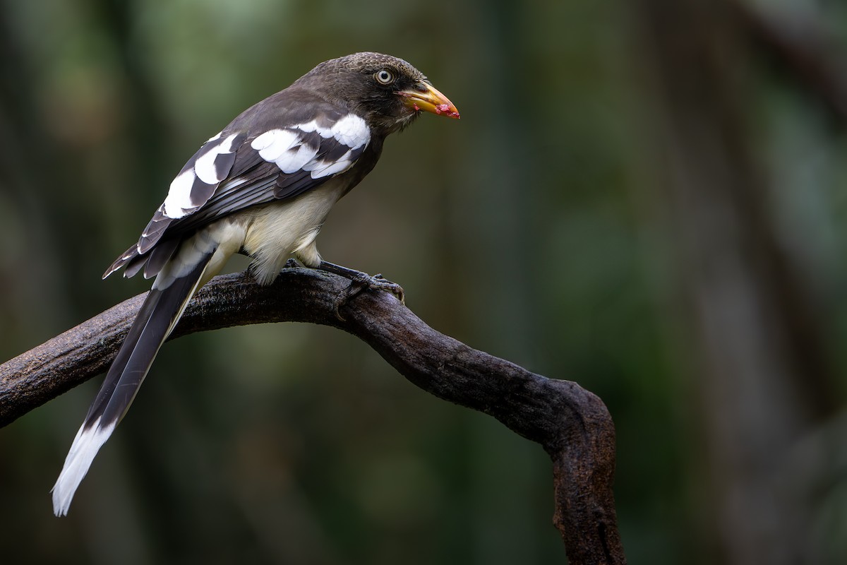 White-winged Magpie (Black-tailed) - ML633049598