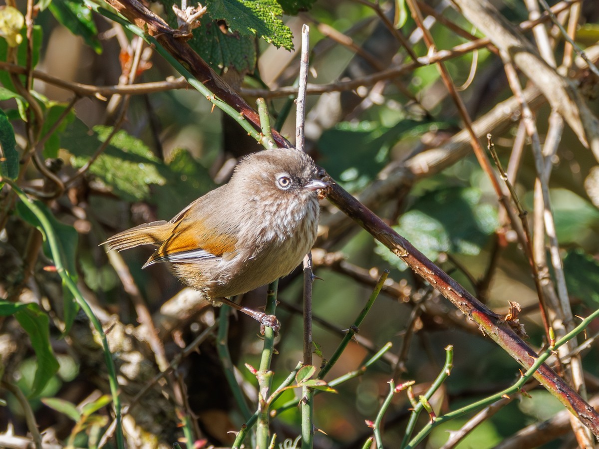 Taiwan Fulvetta - ML633049694