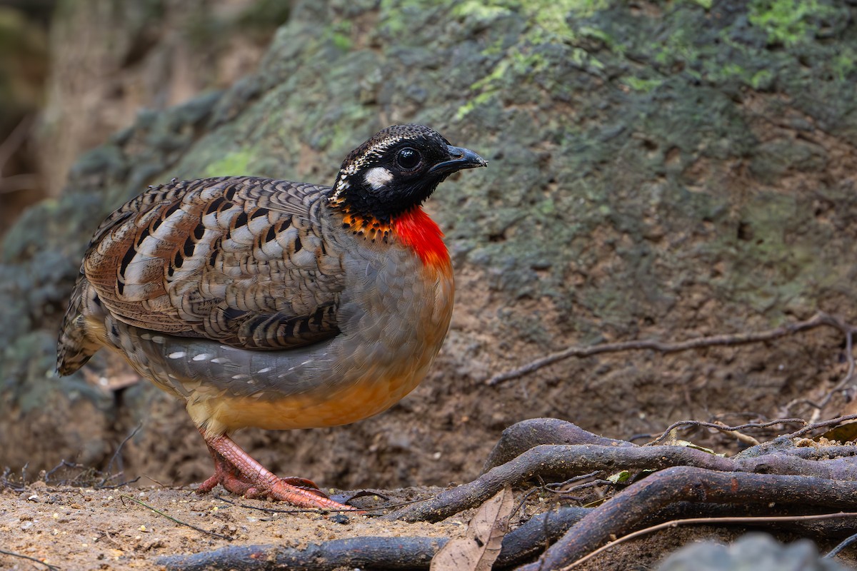Hainan Partridge - ML633049829