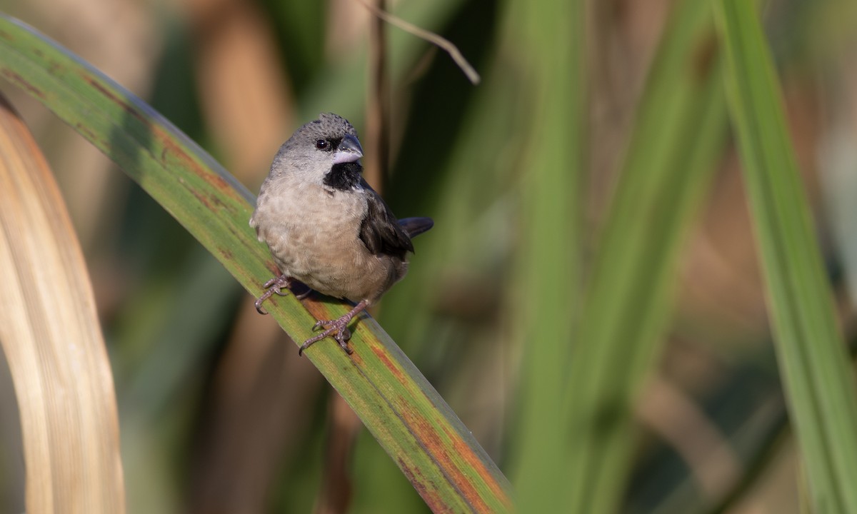 Madagascar Munia - ML633049981