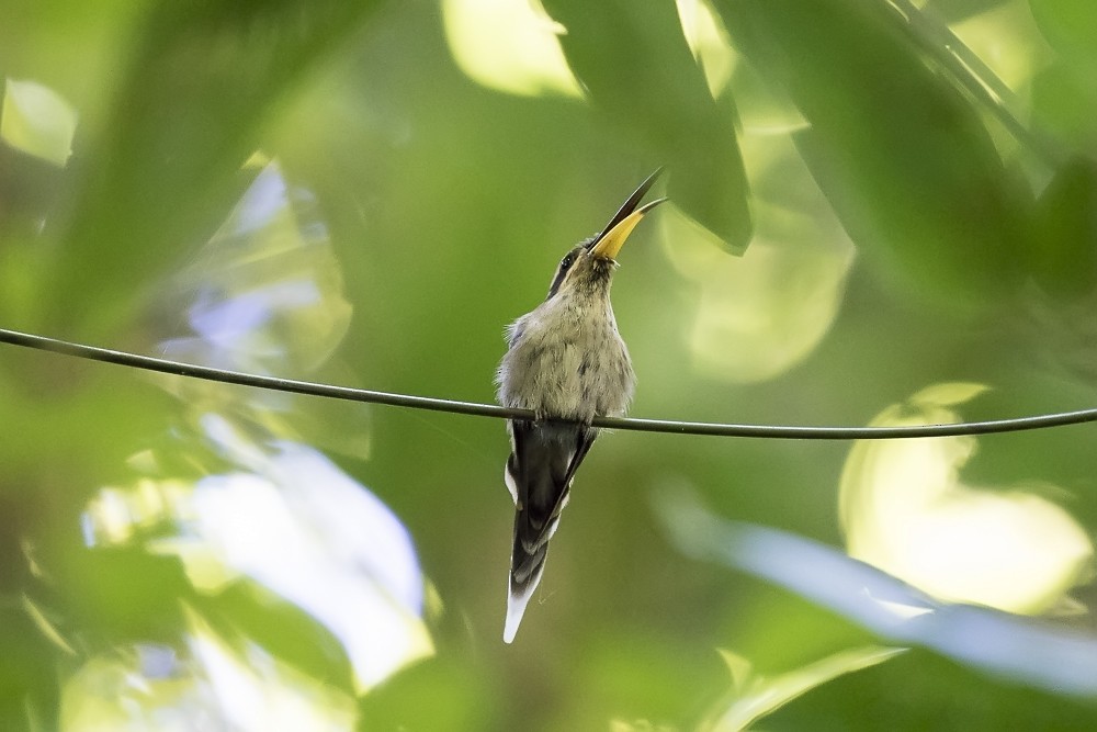 Streak-throated Hermit - ML63305011