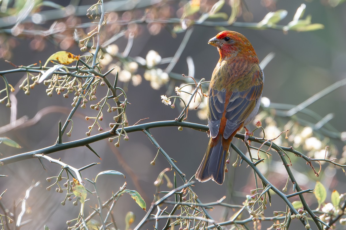 Crimson-browed Finch - ML633050163