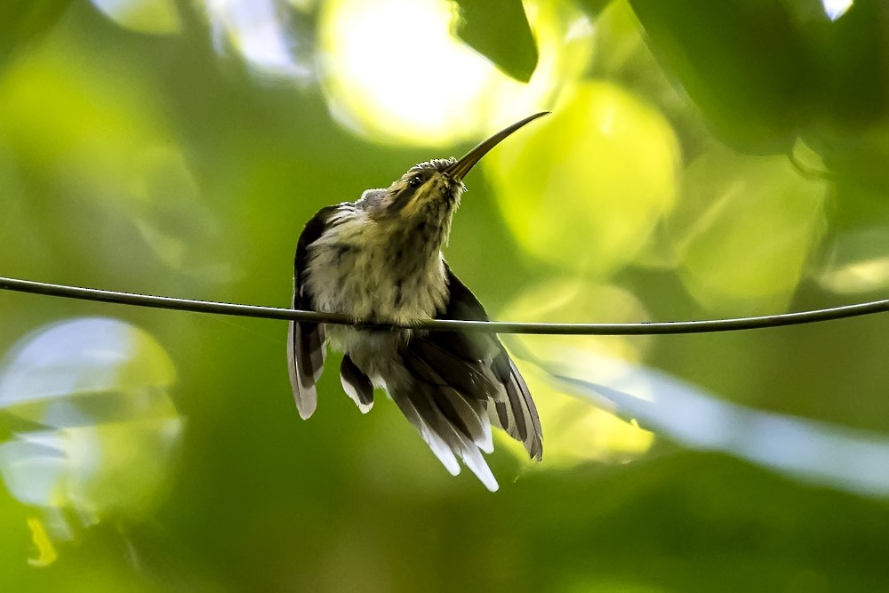 Гвианский колибри-отшельник - ML63305021