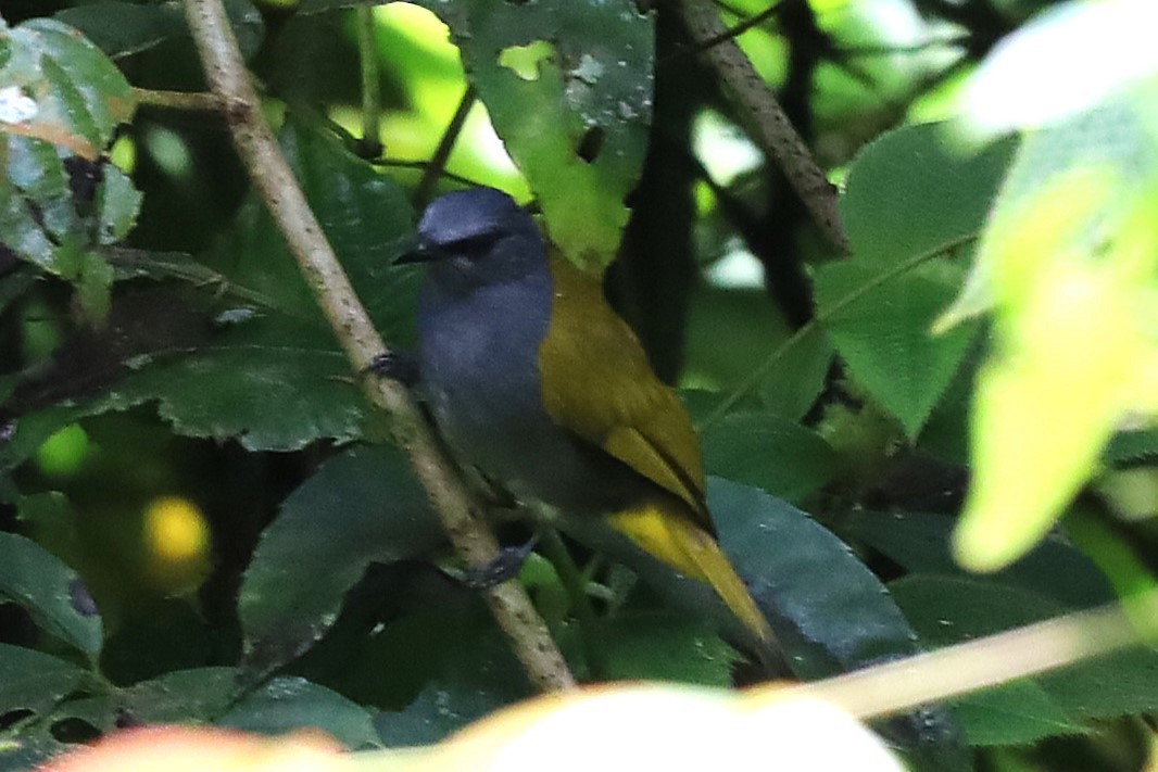 Gray-bellied Bulbul - ML633050213