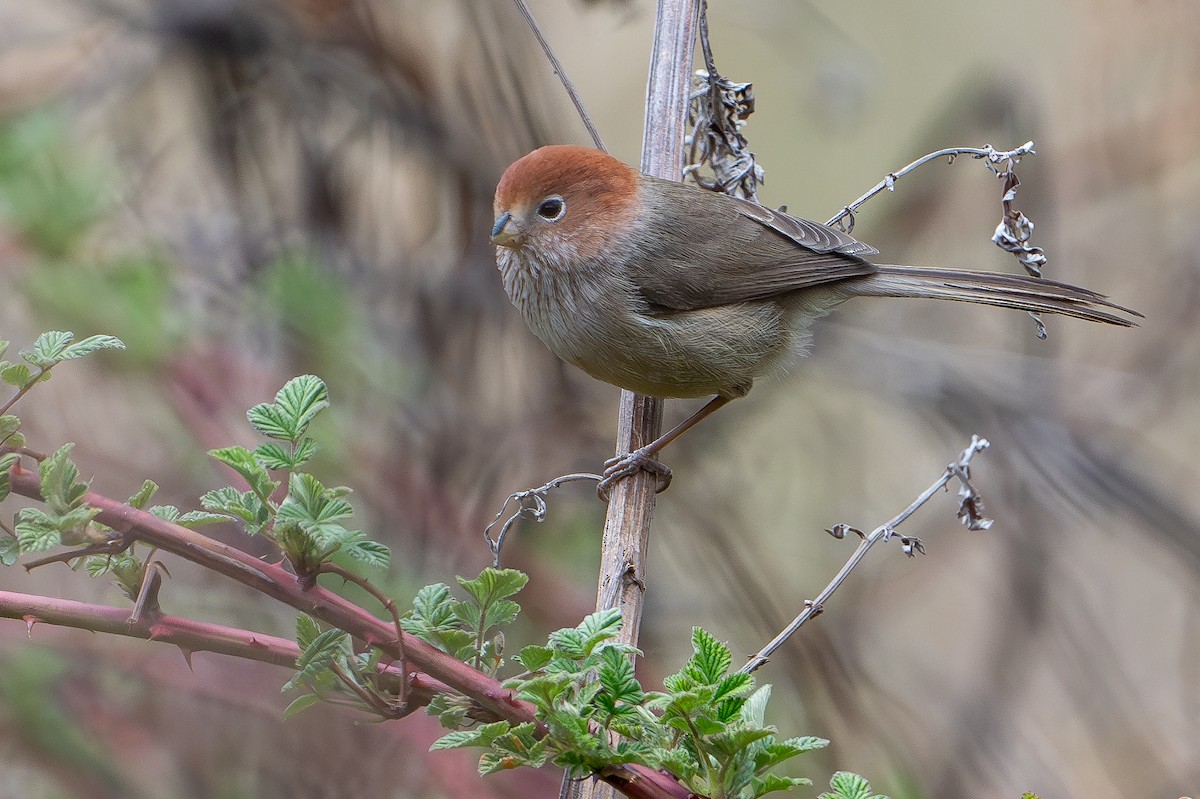 Eye-ringed Parrotbill - ML633050230