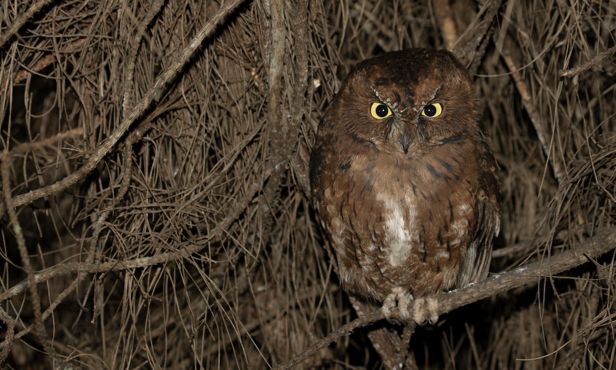Madagascar Scops-Owl (Rainforest) - ML633050308