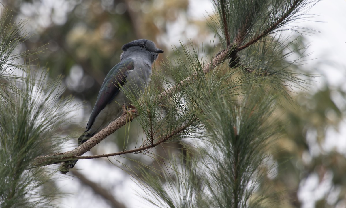 Cuckoo-roller - ML633050521