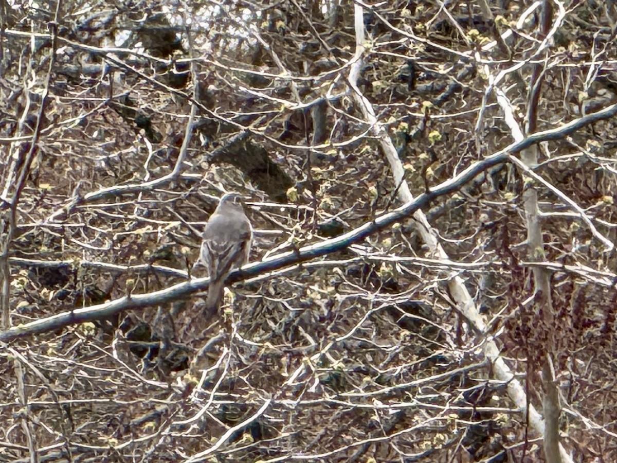 Townsend's Solitaire - ML633050764