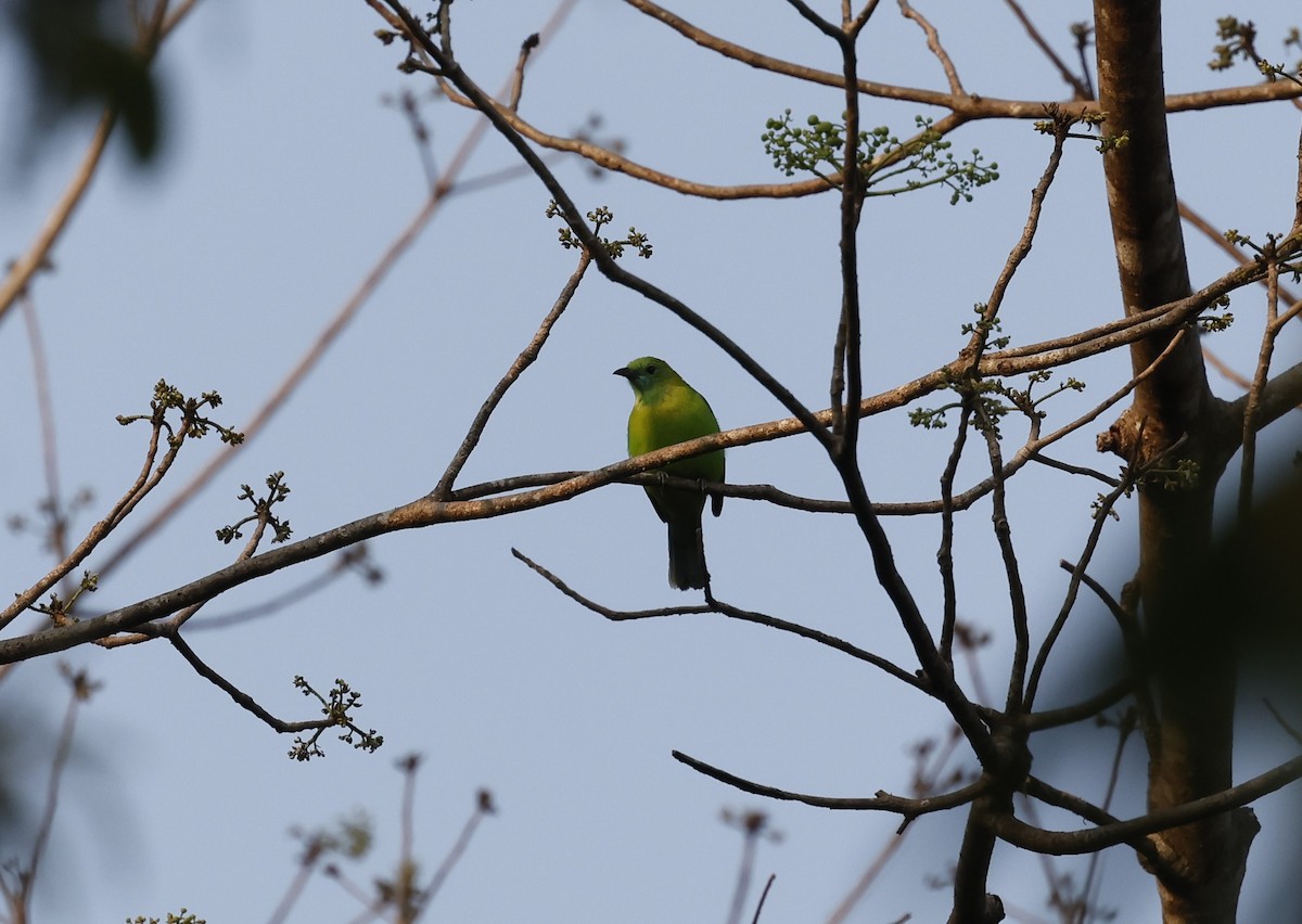 Blue-winged Leafbird - ML633050769