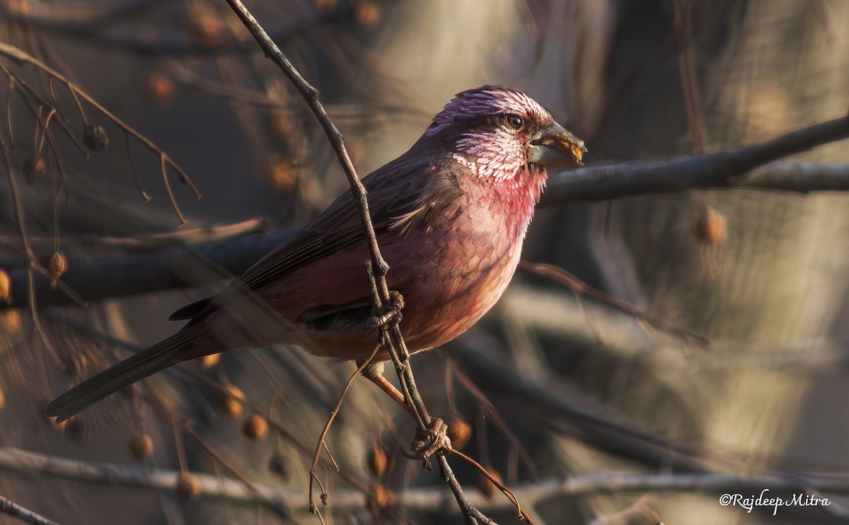 Blyth's Rosefinch - ML633051267