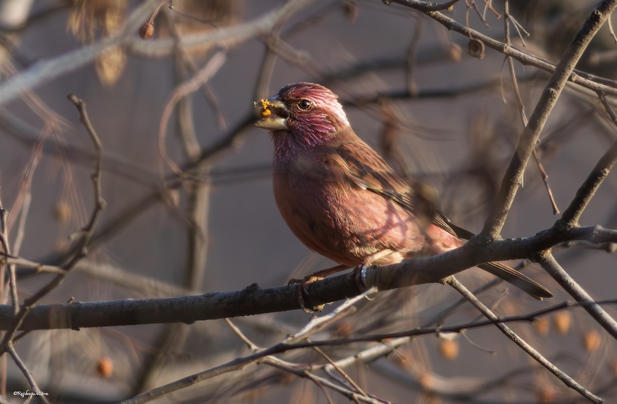 Blyth's Rosefinch - ML633051269