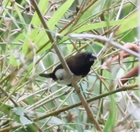 White-bellied Munia - ML633051363