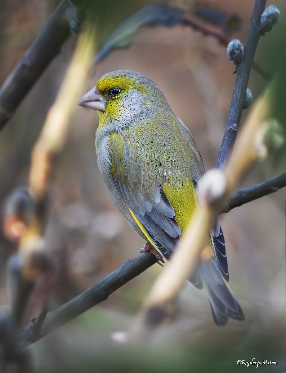 European Greenfinch - ML633051405