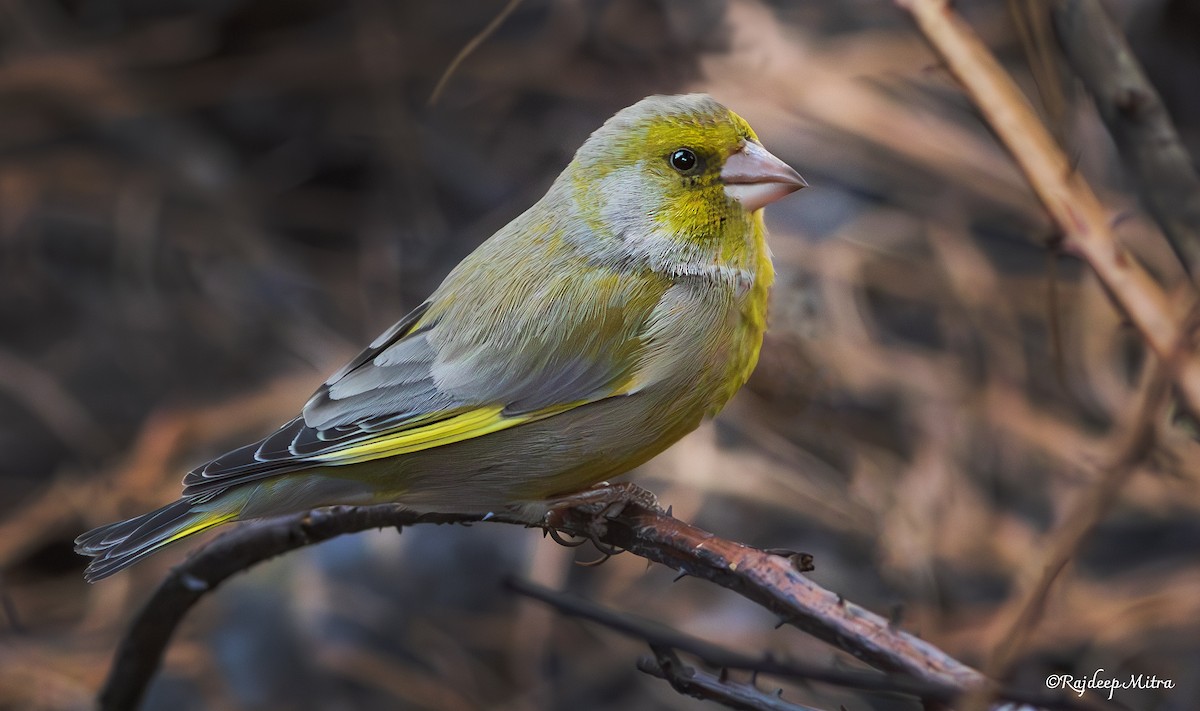 European Greenfinch - ML633051406