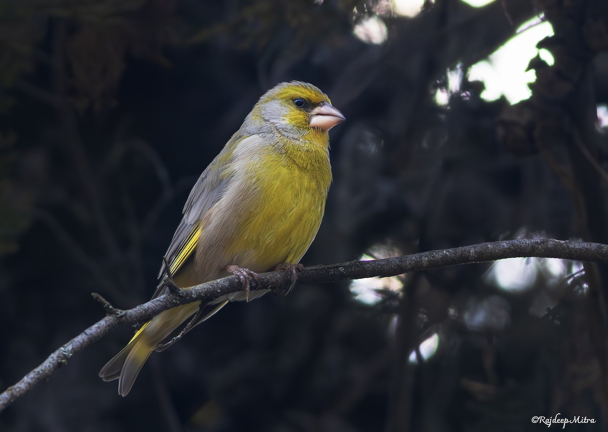 European Greenfinch - ML633051407