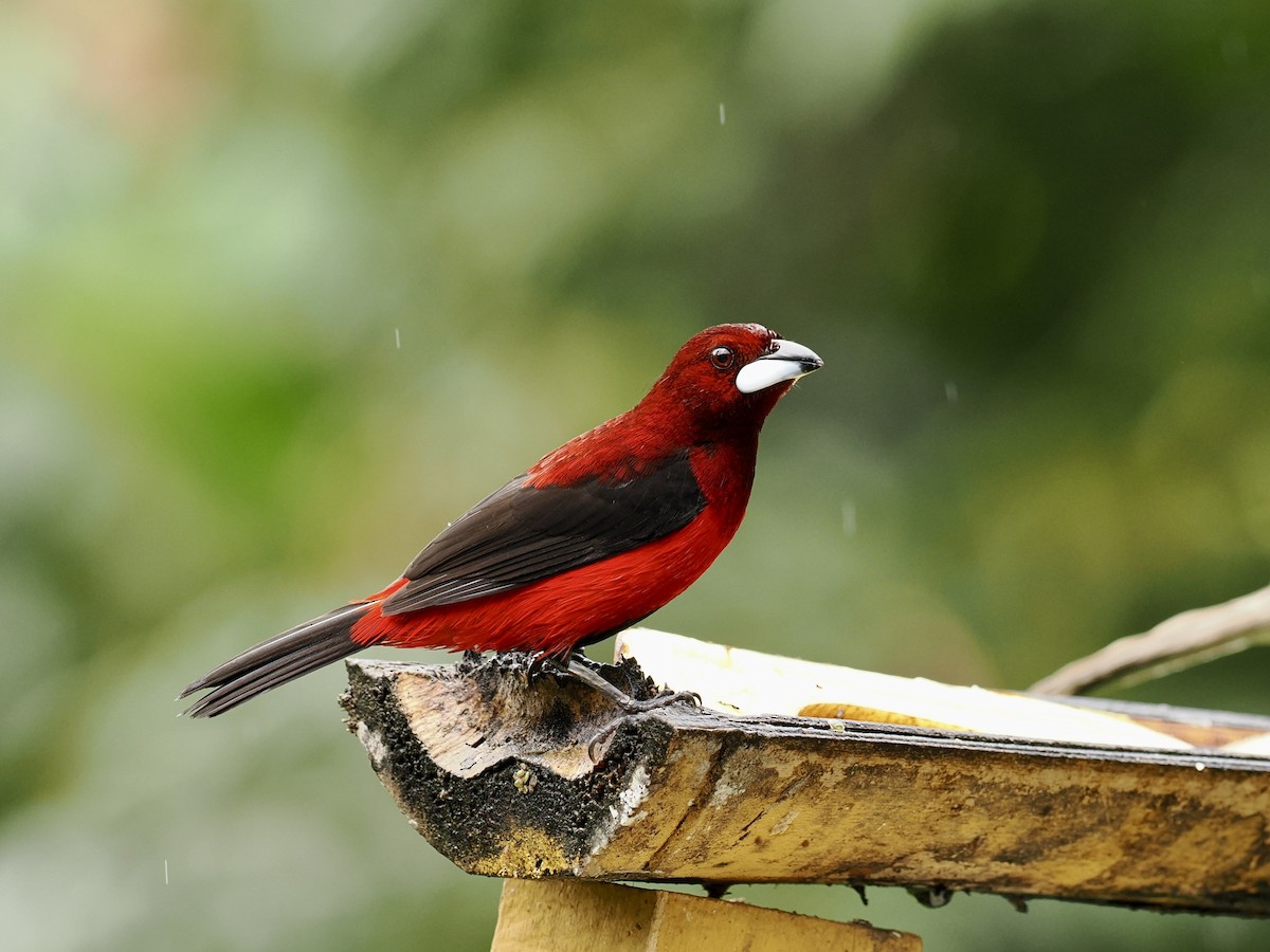 Crimson-backed Tanager - ML633051768