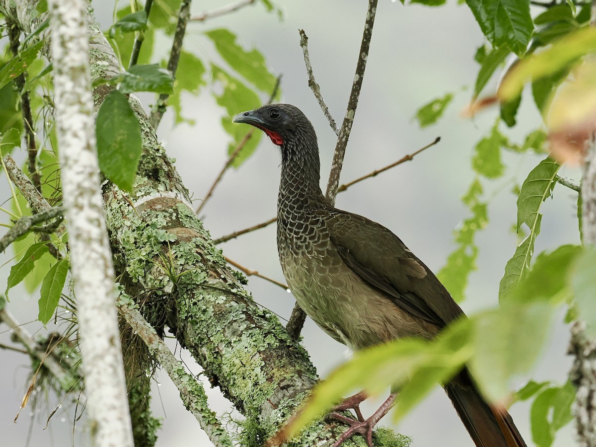Colombian Chachalaca - ML633051867
