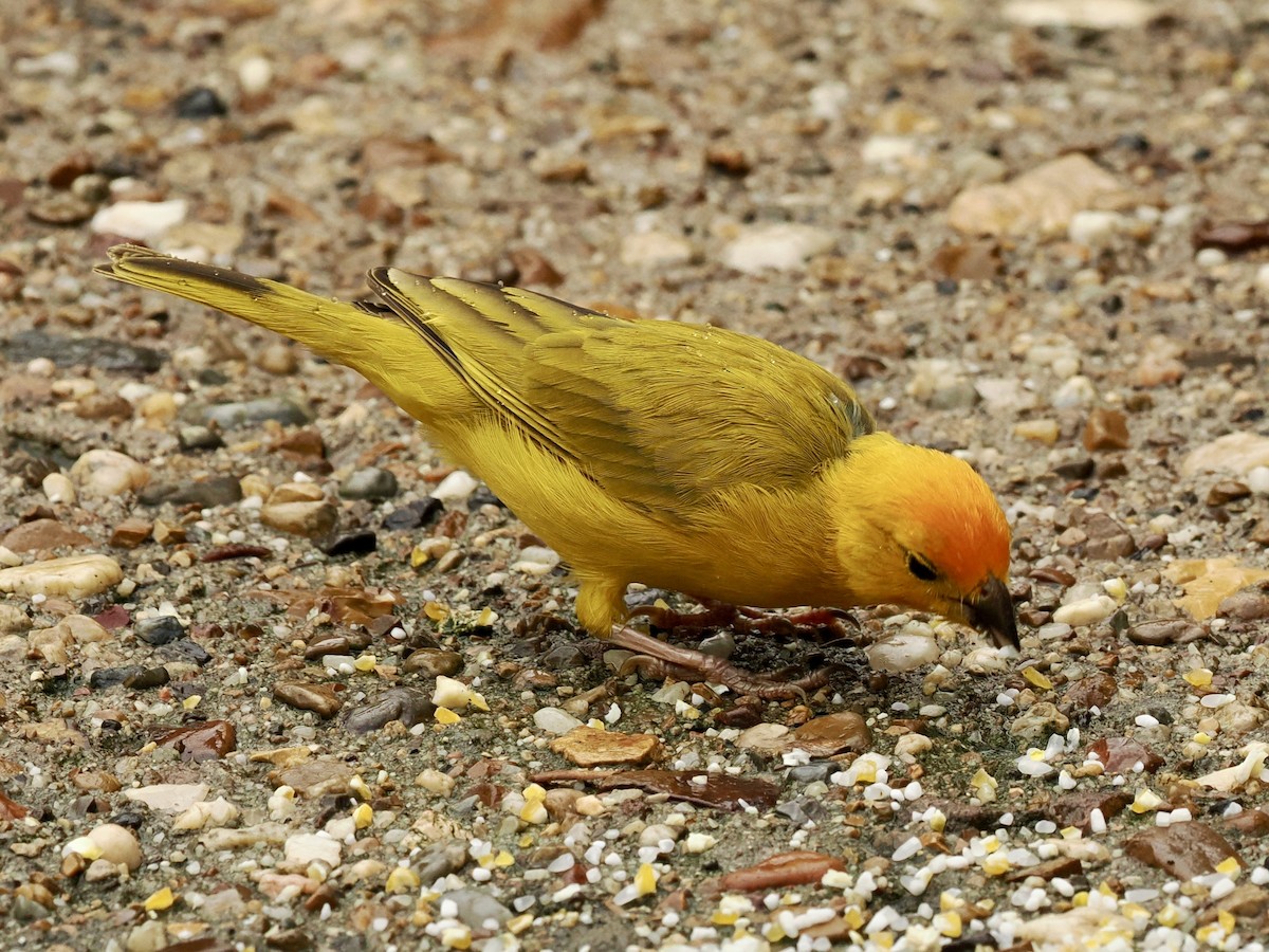 Saffron Finch - ML633051937