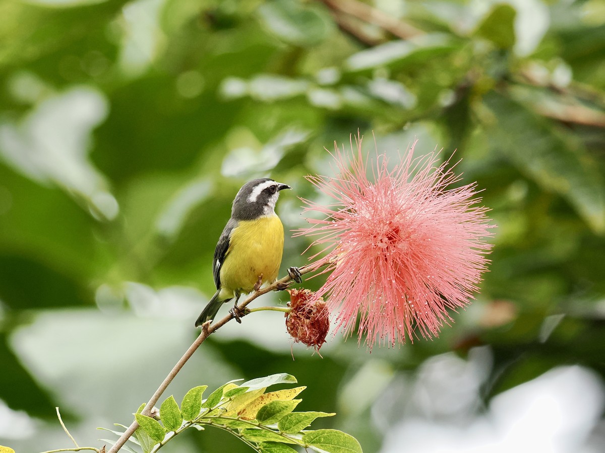 Bananaquit - ML633052086