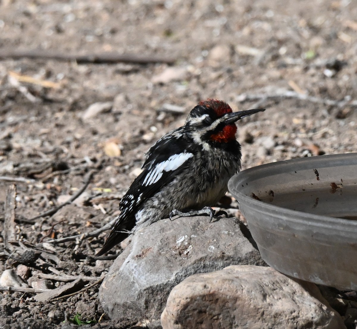 Yellow-bellied Sapsucker - ML633052091
