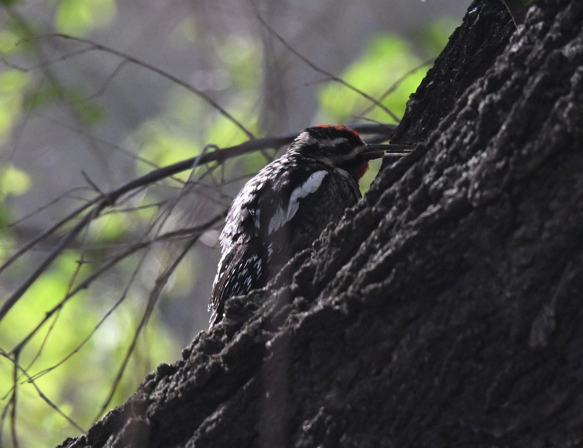 Yellow-bellied Sapsucker - ML633052092