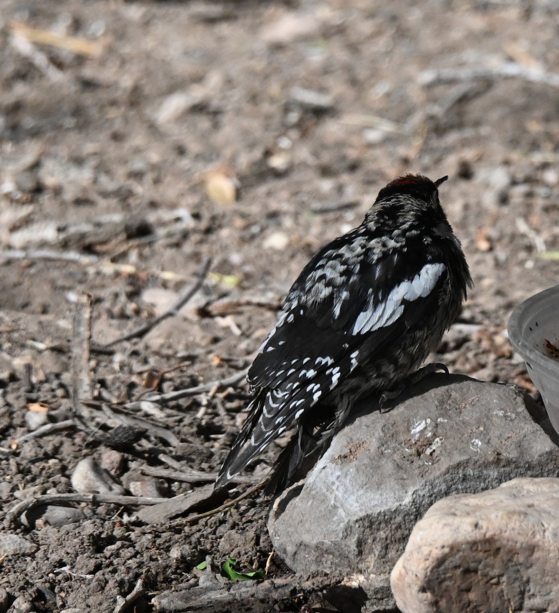 Yellow-bellied Sapsucker - ML633052093