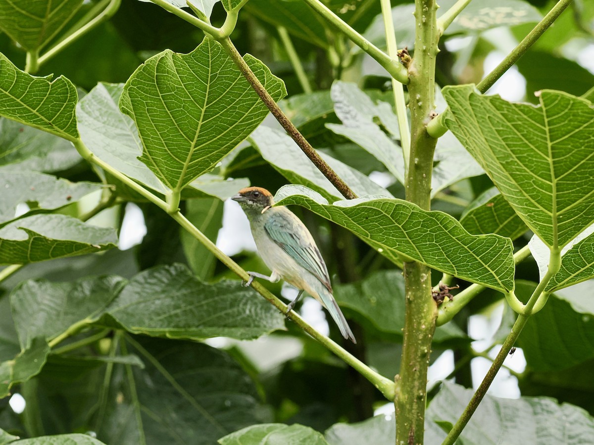 Scrub Tanager - ML633052152