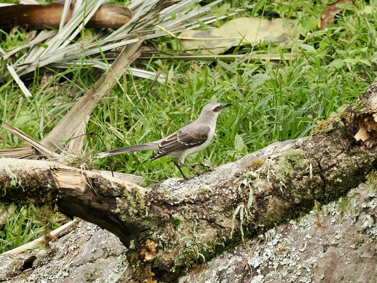 Tropical Mockingbird - ML633052182