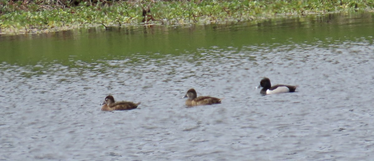 Ring-necked Duck - ML633052187