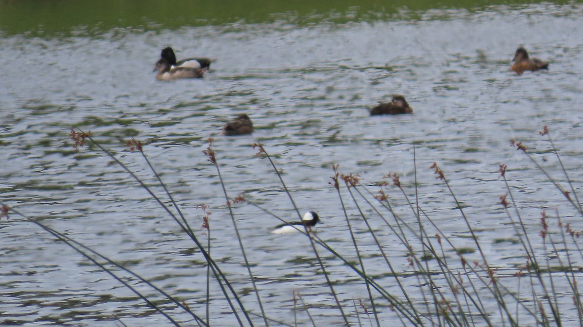 Bufflehead - ML633052189