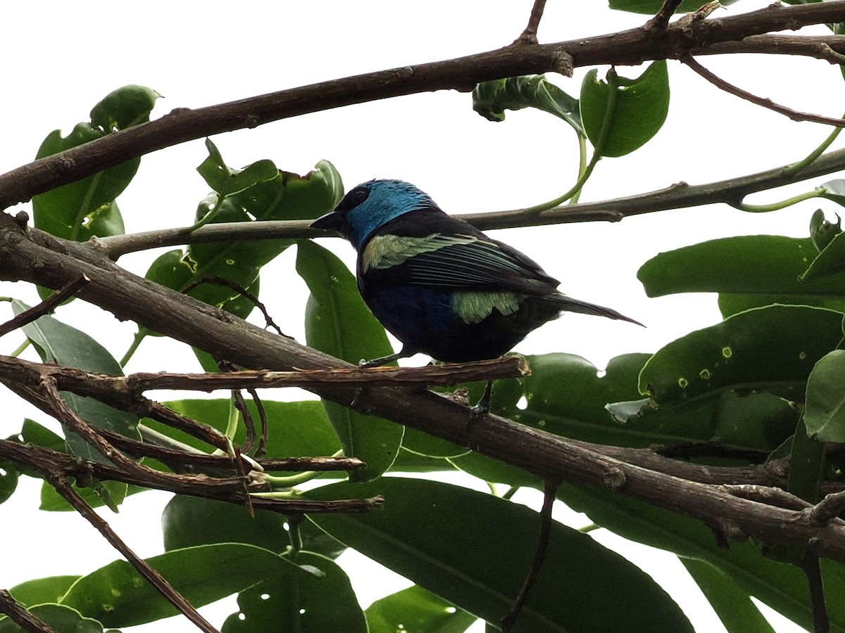 Blue-necked Tanager - ML633052218