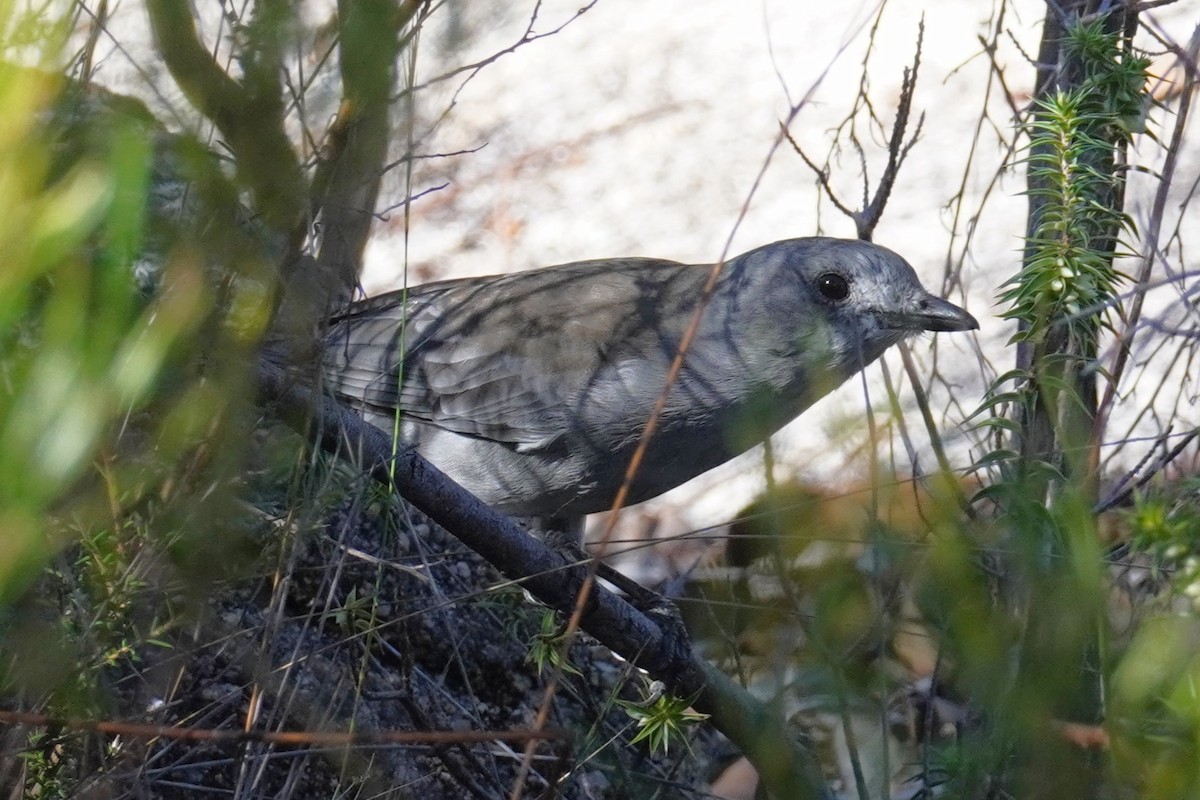 Gray Shrikethrush - ML633052230