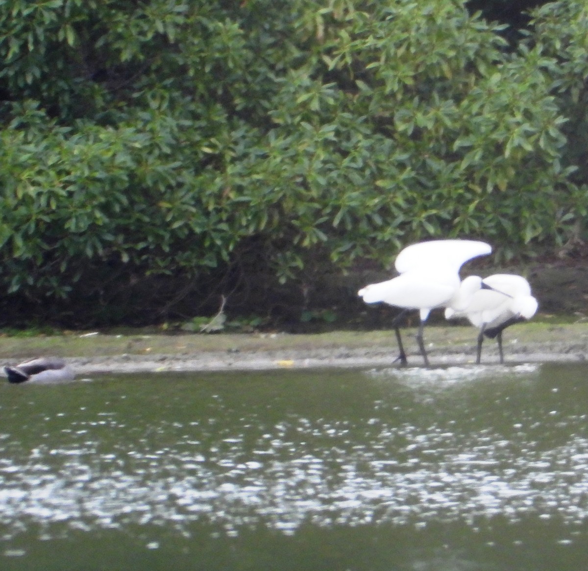 Royal Spoonbill - ML633052327