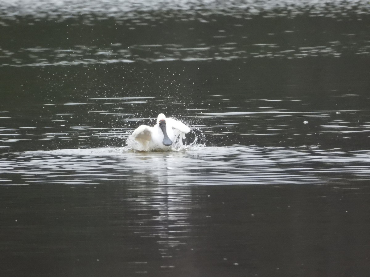 Royal Spoonbill - ML633052328