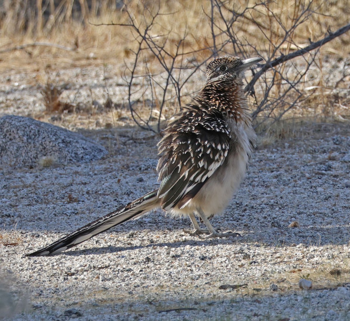 Greater Roadrunner - ML633052600