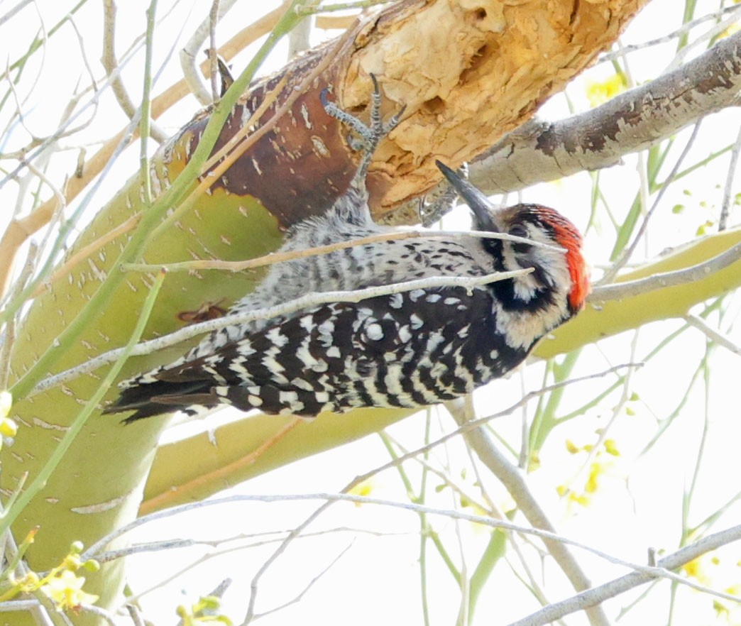 Ladder-backed Woodpecker - ML633052602