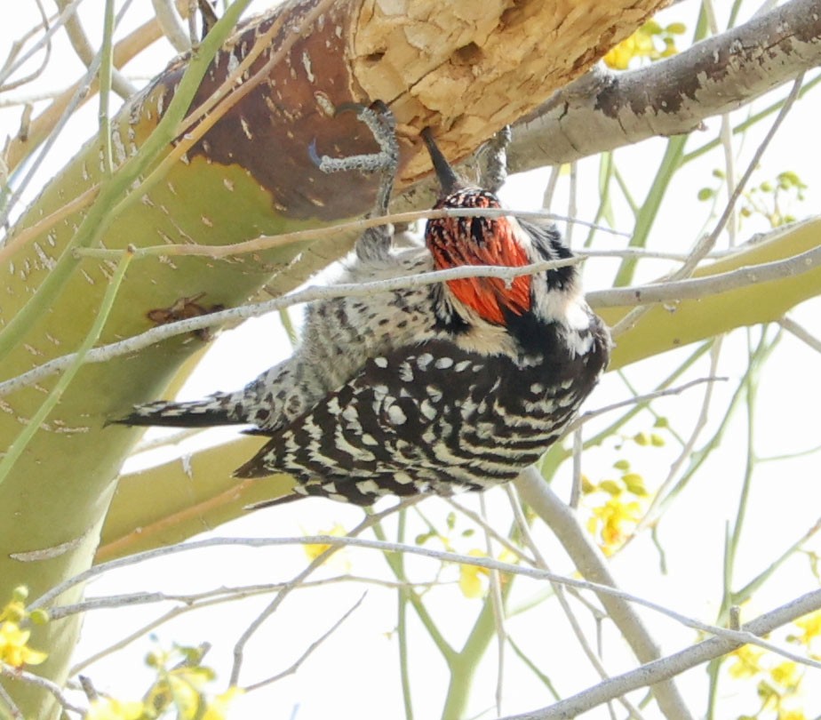 Ladder-backed Woodpecker - ML633052603