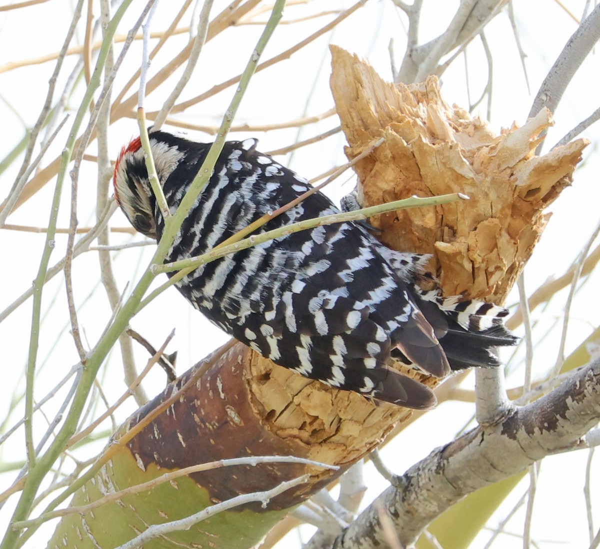 Ladder-backed Woodpecker - ML633052604
